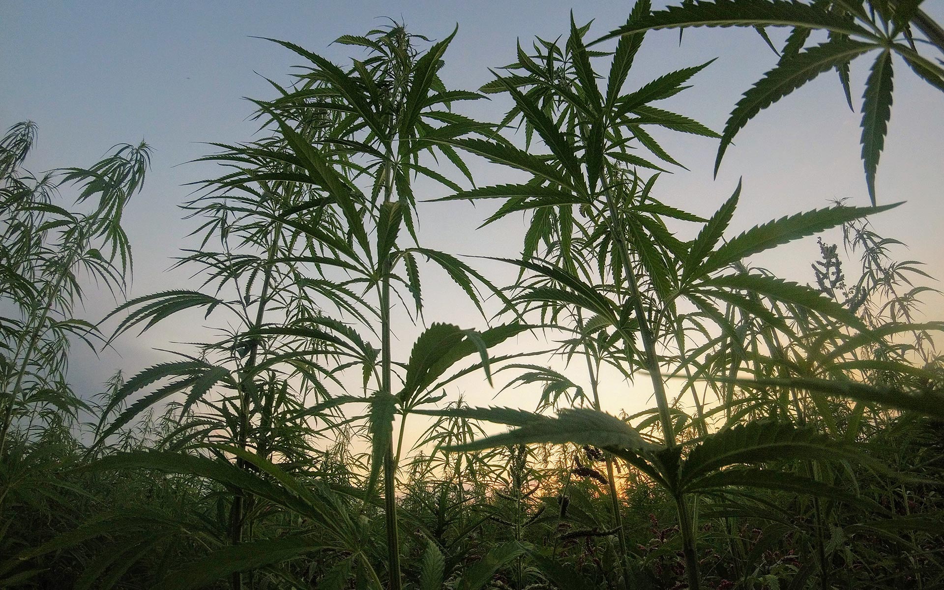 azienda agricola Clorofilla cannabis legale di alta qualità