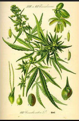 Cannabis Sativa illustrazione