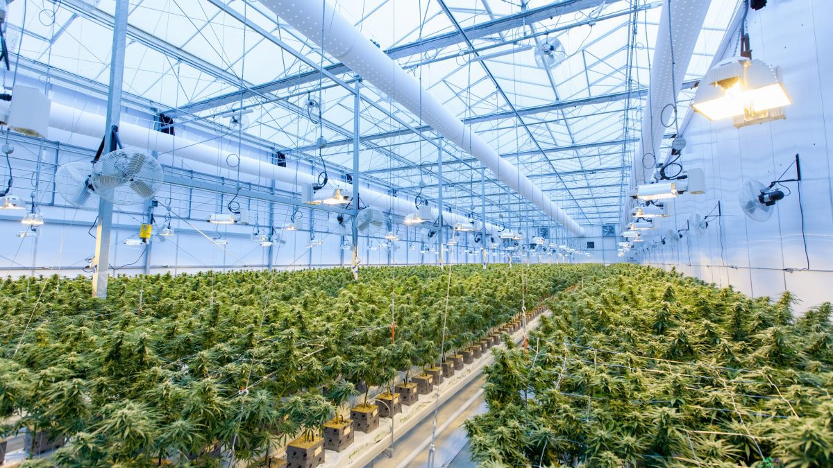 piante di cannabis in serra