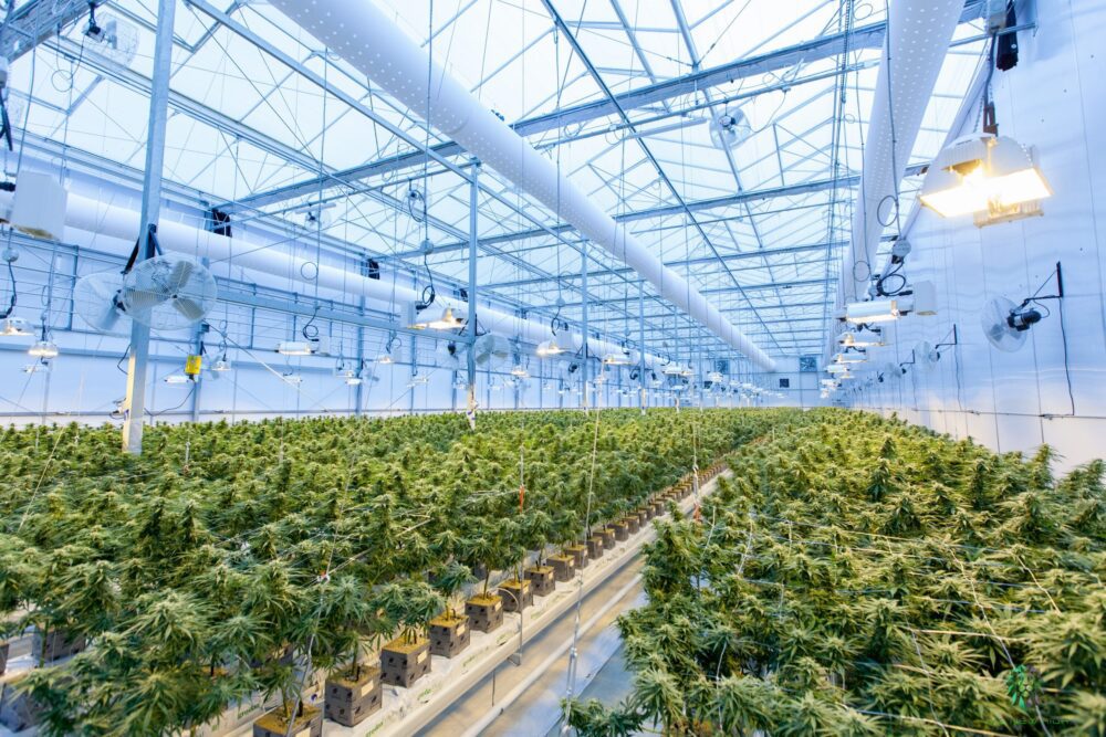 piante di cannabis in serra