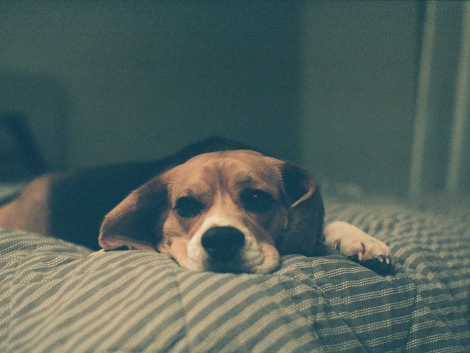 cane sdraiato sul letto, cbd per cani e gatti