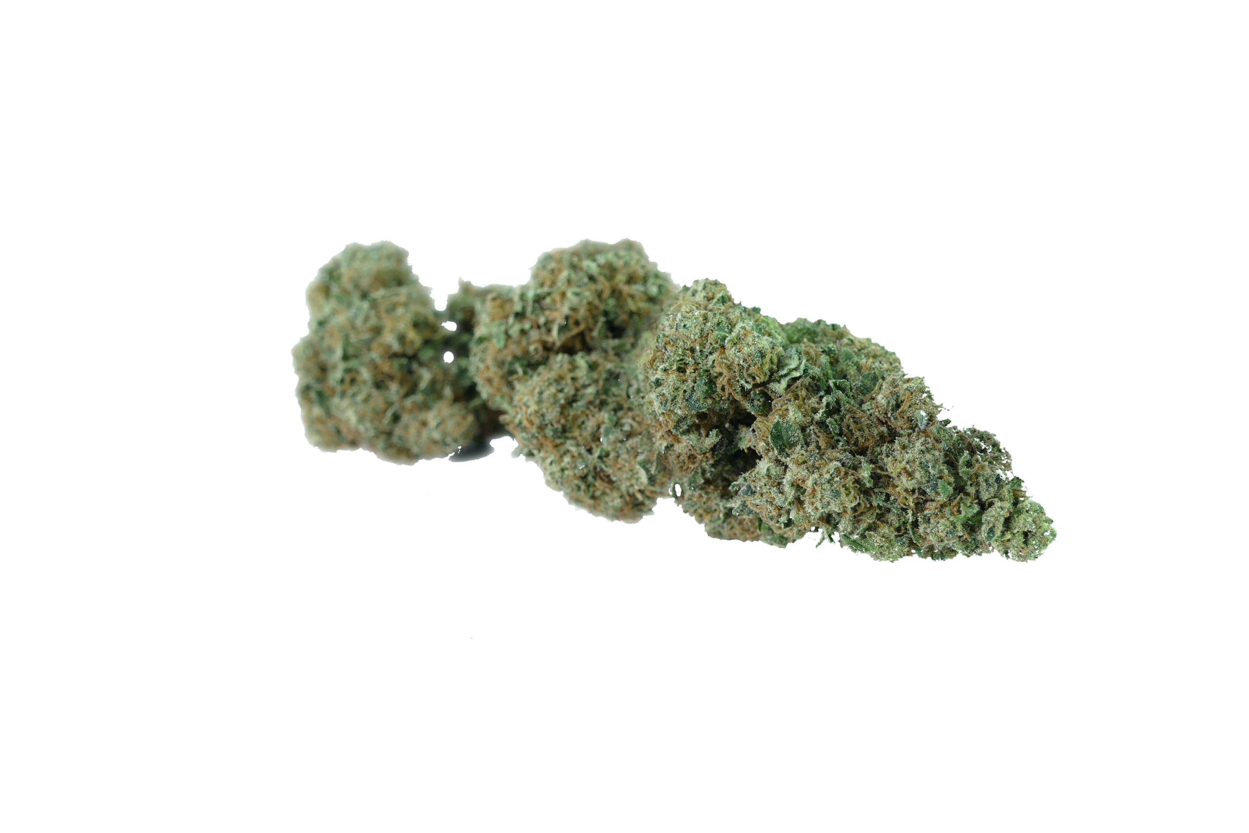 erba legale cbd cheeseberry clorofilla