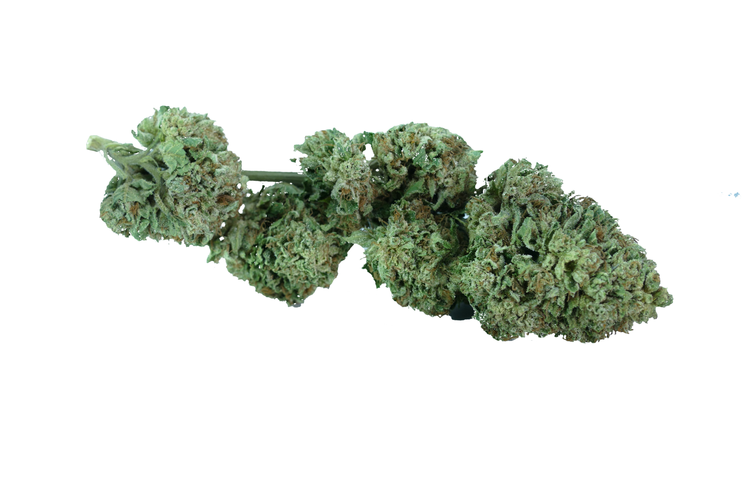 GMO Kush - immagine 4