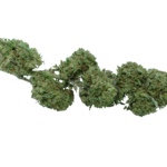 cannabis light cbd gelato clorofilla