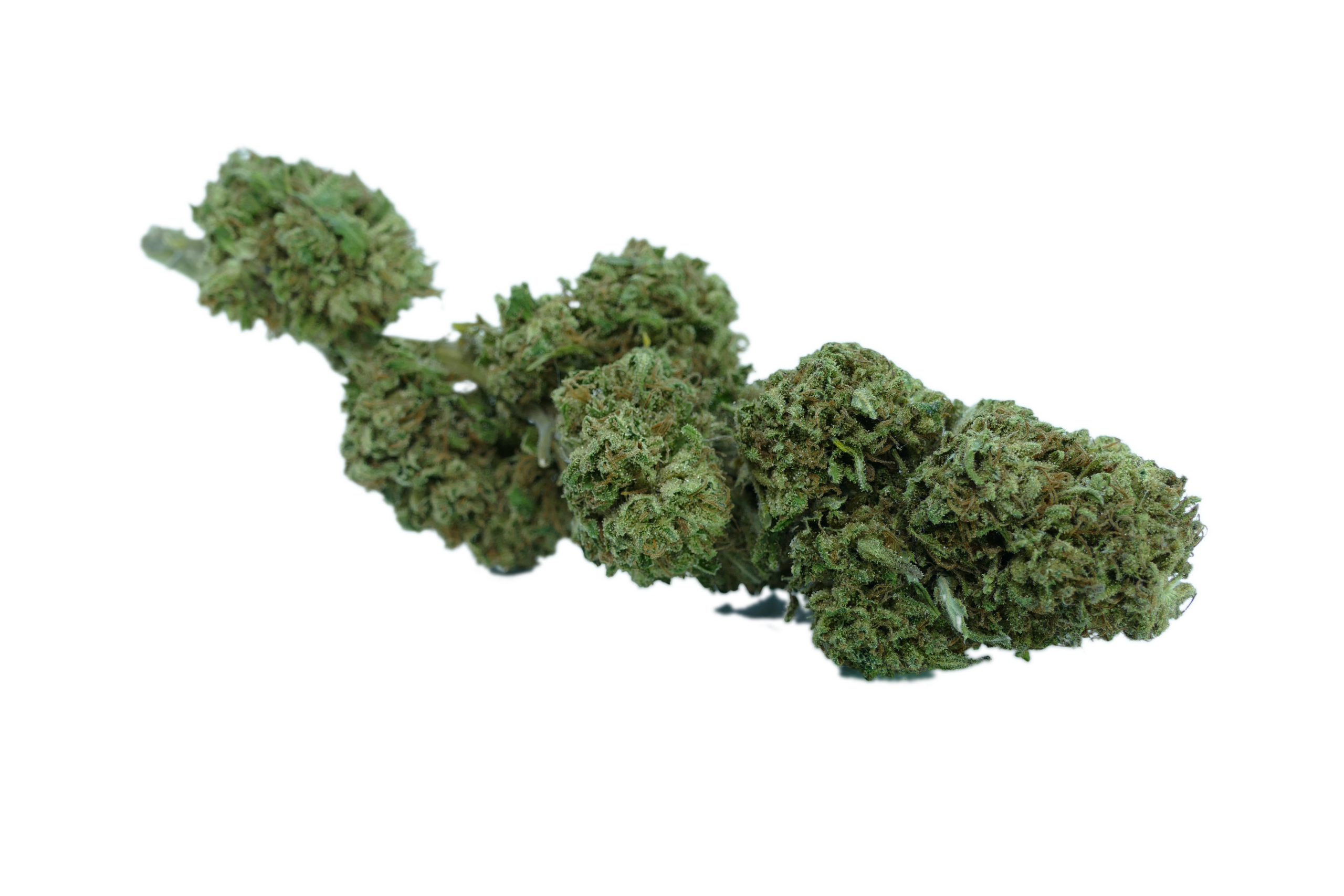 erba legale cbd gelato cbd clorofilla