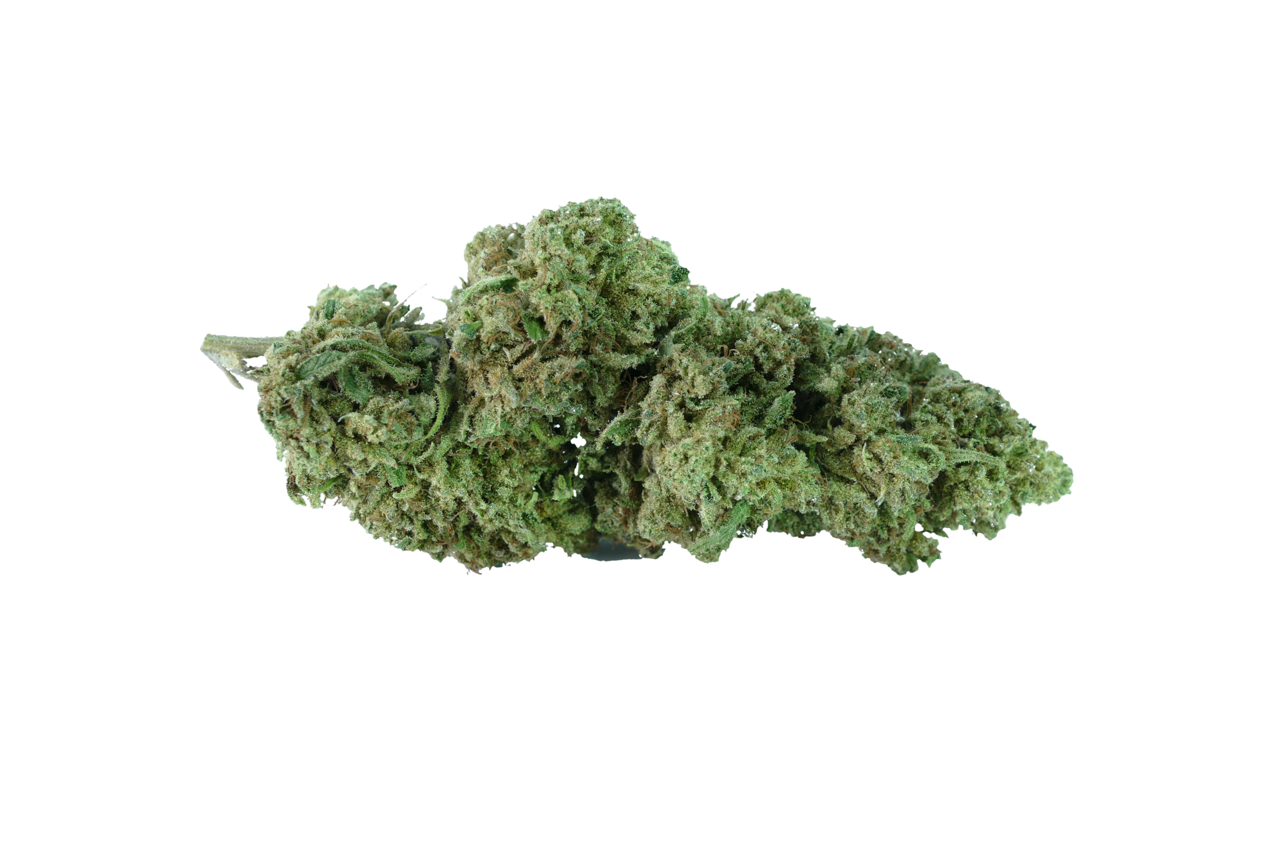 erba legale cbd mango clorofilla