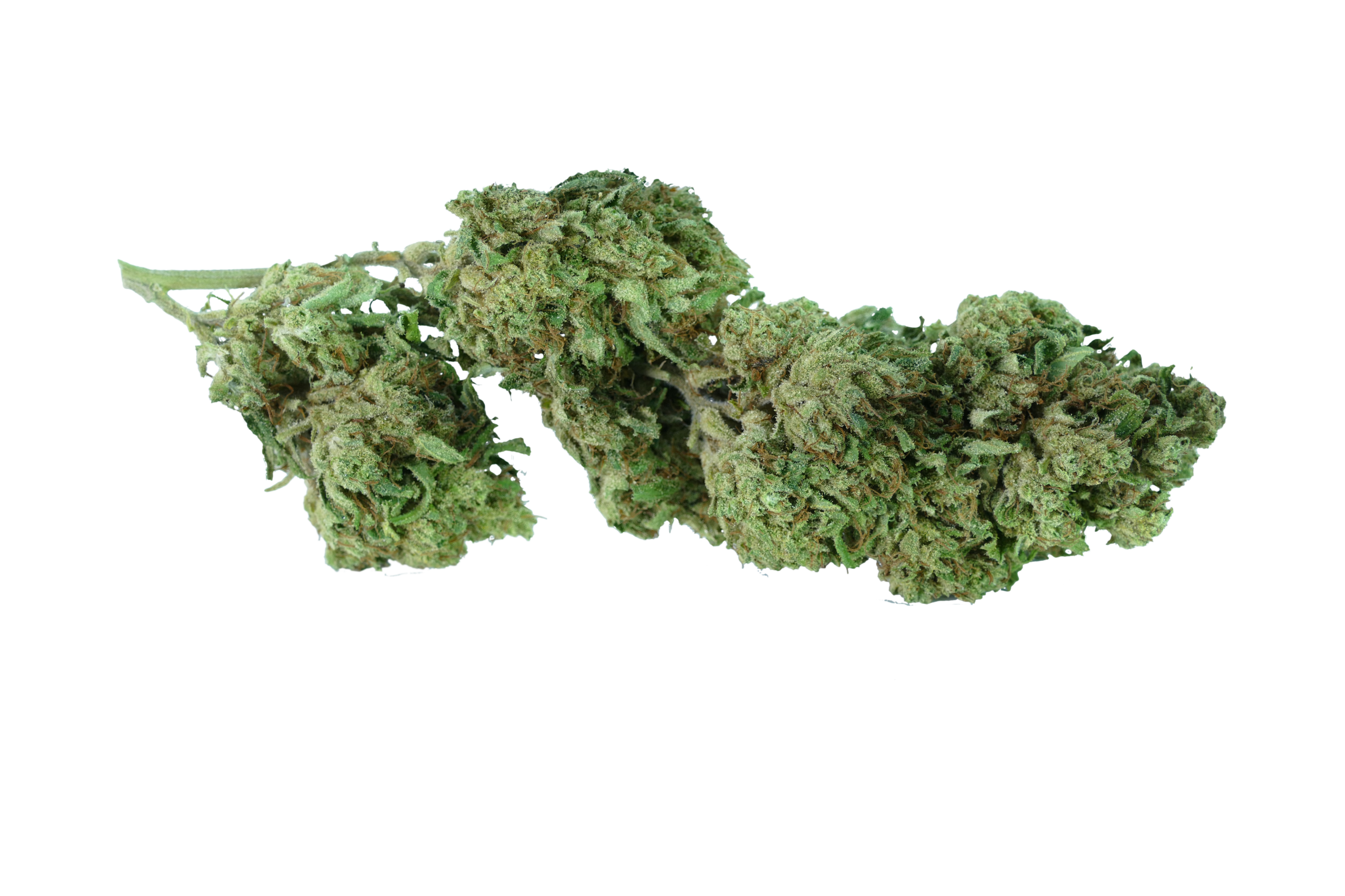 erba legale cbd amnesia strawberry clorofilla